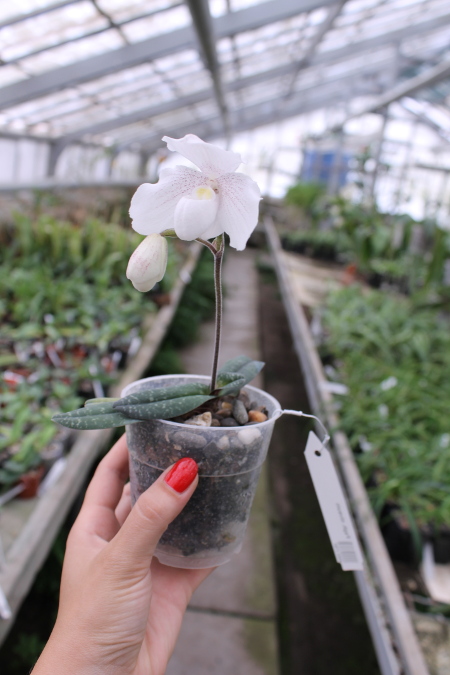 Paphiopedilum niveum (1508).JPG