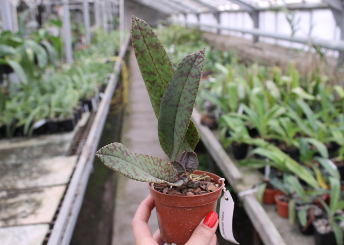 Psychopsis Mendenhall 'Hildos'.JPG