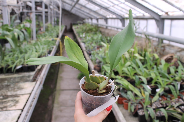 Trichopilia suavis.JPG