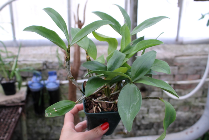 Dendrobium farmeri.JPG