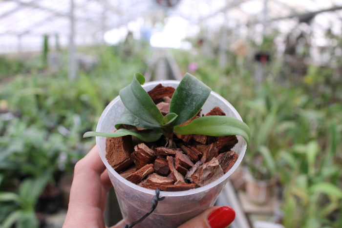 Asconopsis Irene Dobkin 'Elmhurst'.JPG