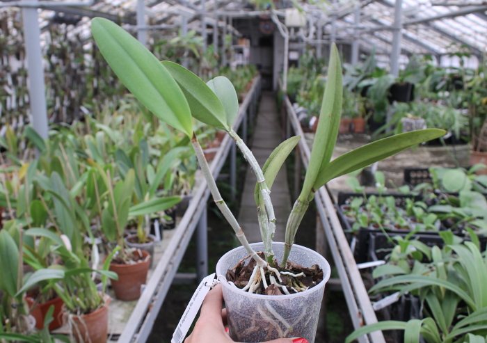 Brassavola digbyana x Rhyncholaeliocattleya Green Devil.JPG