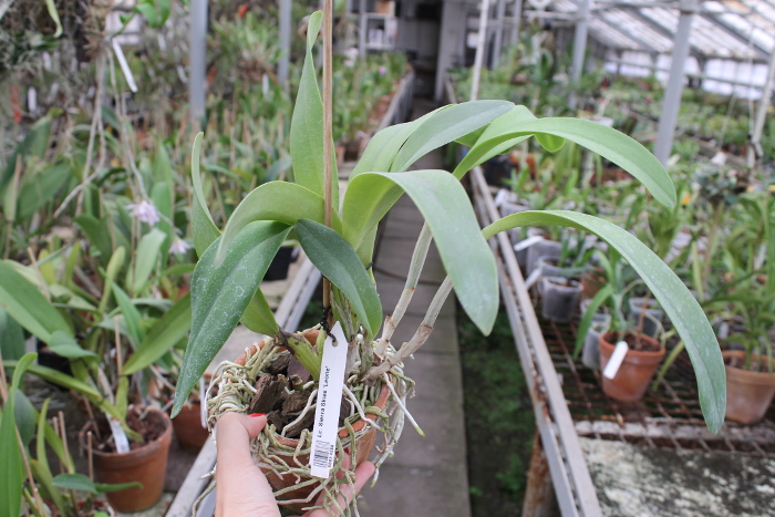 Laeliocattleya Sierra Skies 'Leone'.JPG
