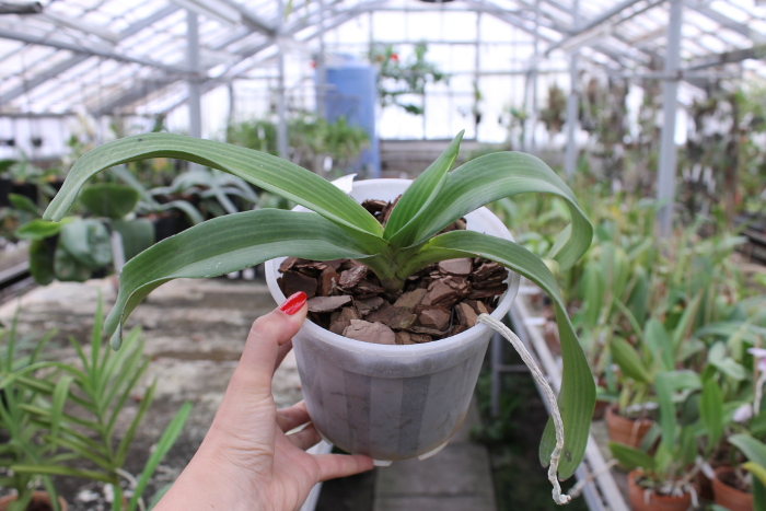 Rhynchostylis gigantea spot.JPG