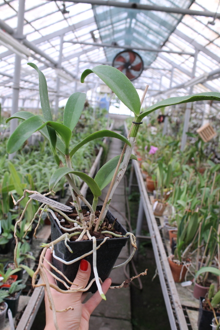 Cattlianthe Sagarik Wax 'Dark Africa' (Cattleya Summerland Girl x Cattlianthe Chocolate Drop).JPG