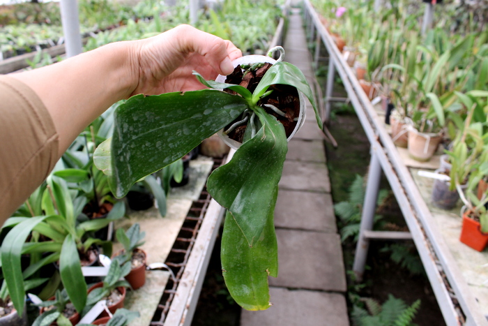 Phalaenopsis KS Happy Eagle x mariae.JPG