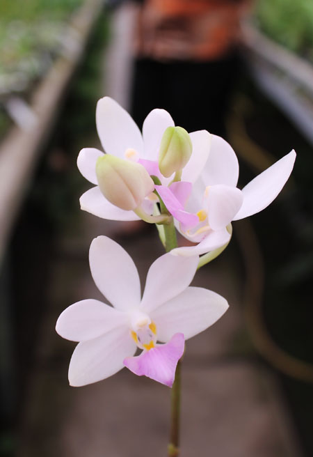 Doritis pulcherrima var yellow x Phalaenopsis bellina.jpg