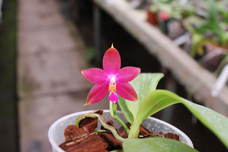 Phalaenopsis Ld's Bear King x violacea indigo.jpg