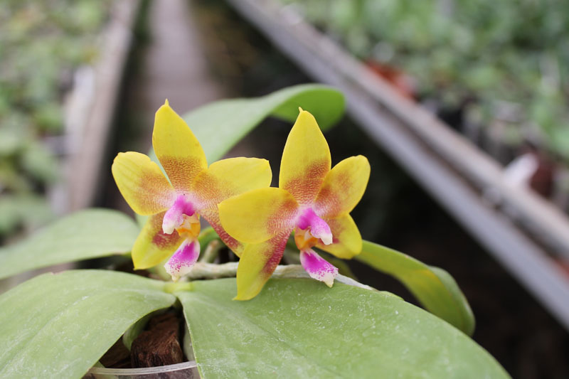 Phalaenopsis Ld's Bear Queen x Chang Mow Evergreen.jpg