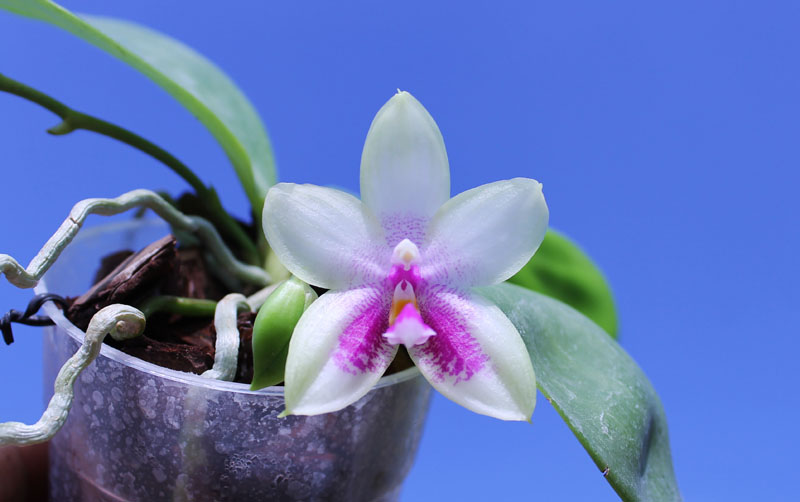 Phalaenopsis Ld's Bear Queen x Chang Mow Evergreen.jpg