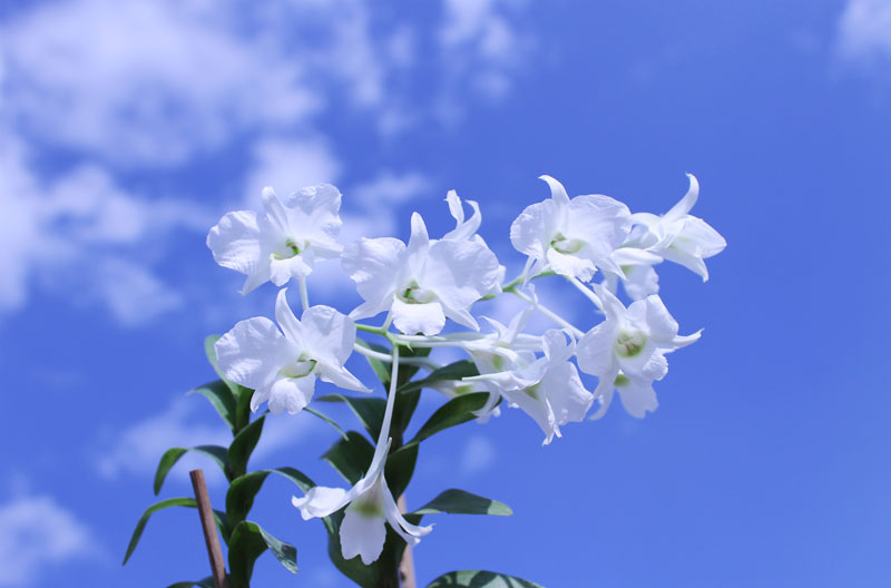 Dendrobium dearei.jpg