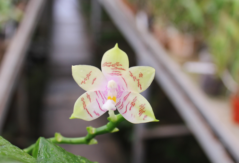 Phalaenopsis Jennifer Palermo (C1 type) x Phalaenopsis LD's Bear Queen.jpg