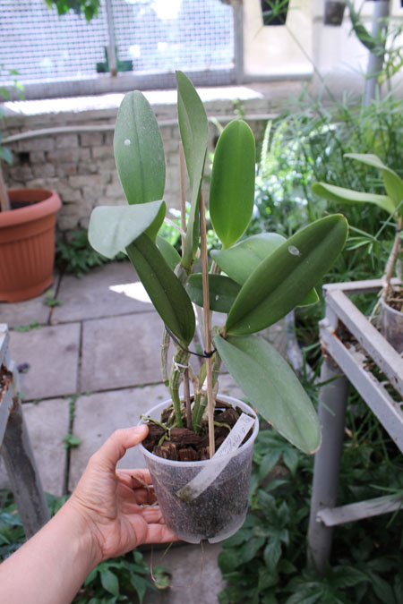 (Brassavola digbyana x Rhyncholaeliocattleya Young Kong) 'ORCHIS'.jpg