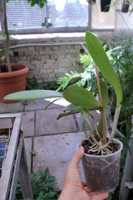 Brassavola digbyana x Cattleya Little Oliver.jpg