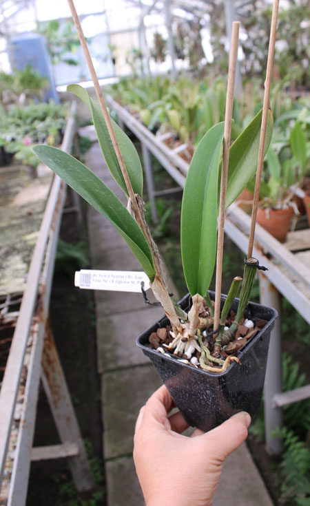 Brassolaeliocattleya Ports of Paradise x Brassolaeliocattleya Suan Puttan 'Pei' x Brassavola digbyana 'Mr Pig'.jpg