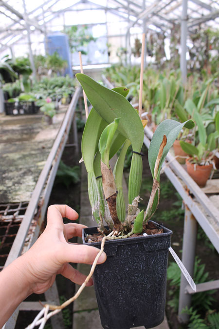Brassolaeliocattleya Lucky Strike x Brassolaeliocattleya Golf Pink.jpg