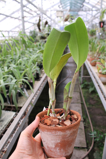Brassocattleya Cynthia (Brassavola digbyana x Cattleya walkeriana).jpg
