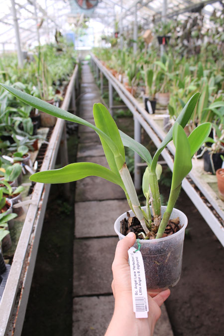 Brassocattleya Angel Lace 'Perfection' (Cattleya Little Angel x Brassavola digbyana).jpg