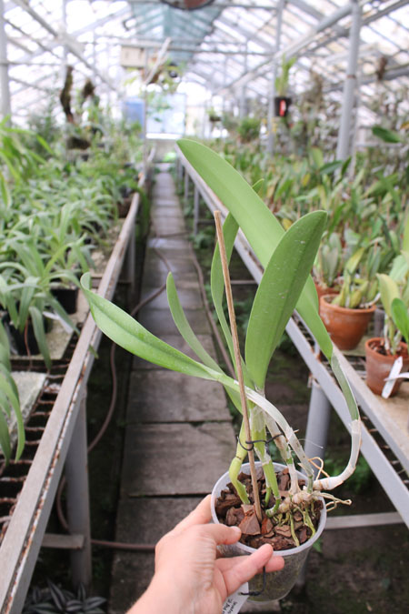 Brassocattleya Golf Green 'Hair Pig'.jpg