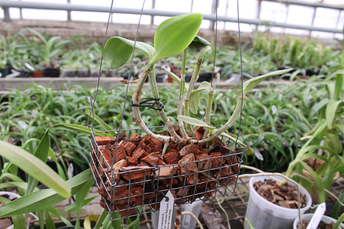 Cattleya Walkerinter coerulea.jpg