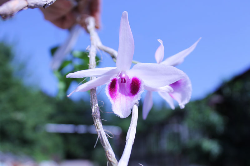 Dendrobium anosmum var giganteum.jpg