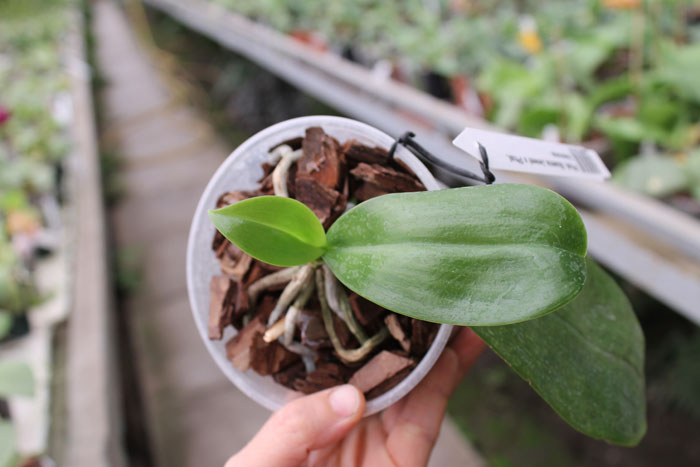 Phalaenopsis Buena Jewel x Phalaenopsis Penang Girl.jpg