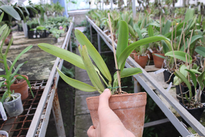 Brassolaeliocattleya Muscadine Wine.jpg