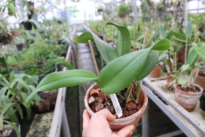 Brassolaeliocattleya Don De Michaels 'Z995' x Brassavola digbyana 'Mr Pig'.jpg