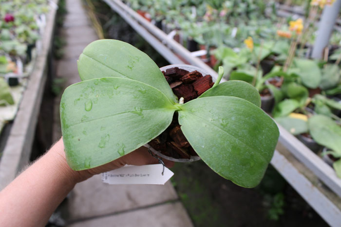 Phalaenopsis bellina '#22' x Ld's Bear Queen '#1'.jpg