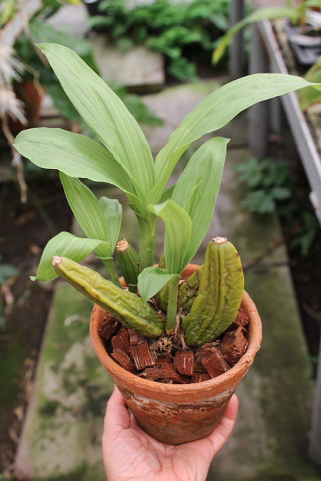 Angulocaste Olympus Rex.jpg