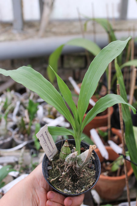 Mormodia Jumbo Susan.jpg