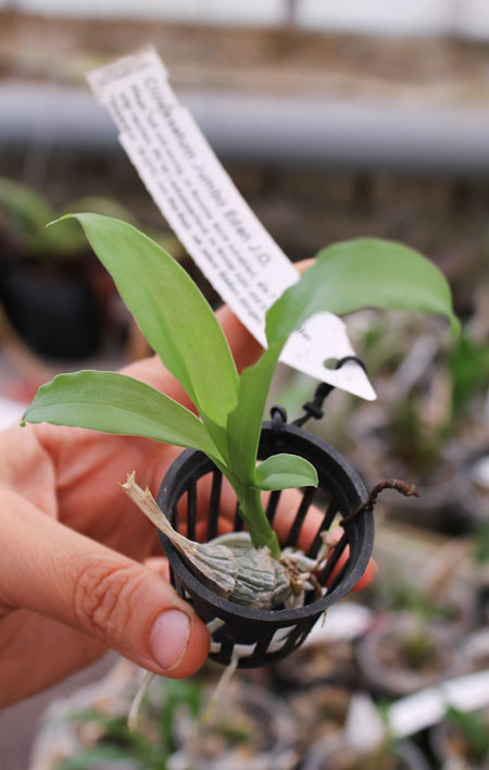 Clowesetum Jumbo Eden J O.jpg