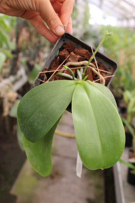 Phalaenopsis Chienlung Mosaics (Yaphon Sir x hieroglyphica).jpg