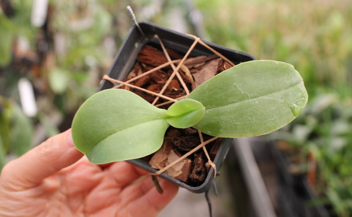 Phalaenopsis gigantea x Brother Ambo Passion.jpg