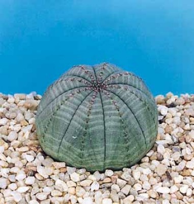 Euphorbia-obesa.jpg