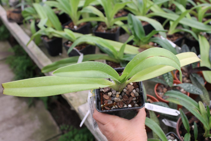 Paphiopedilum Prince Edward of York 'In-Charm' x Paphiopedilum Lady Isabel 'OZ'.jpg