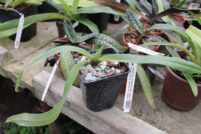 Paphiopedilum La Honda 'In-Charm' x Paphiopedilum spicerianum 'St Alban'.jpg