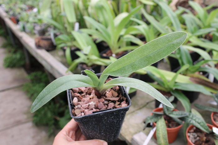 Paphiopedilum Lippewunder 'In-Charm' x Paphiopedilum In-Charm White 'In-Charm'.jpg