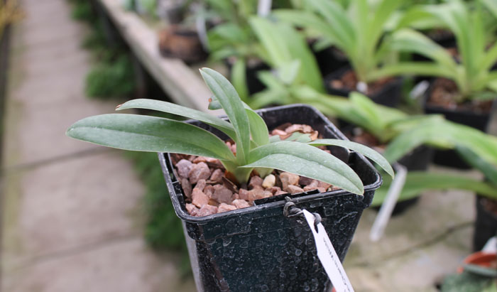 Paphiopedilum Mukoyama Green 'Happyness' x Paphiopedilum In-Charm White 'CYA'.jpg