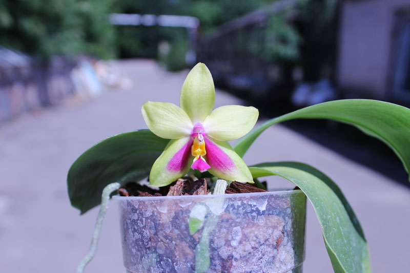 Phalaenopsis KS Happy Eagle.jpg