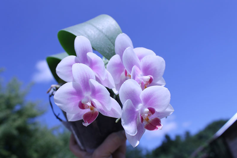 Phalaenopsis Yaphon Glad Canary (Yaphon Tris x Yungho Gelb Canary).jpg