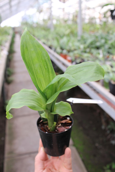 Lycaste Primadonna x Yoko's Sister.jpg