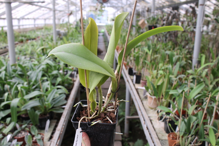 Laeliocattleya Dinard 'Blue Heaven' .JPG