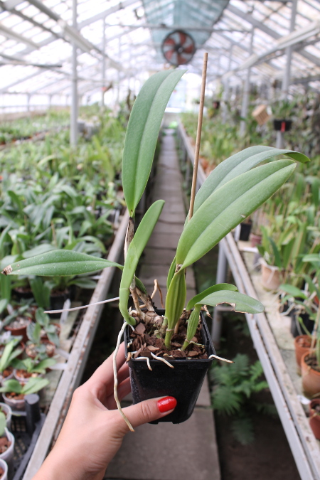Cattleya schroederae albescens x Cattleya schroederae alba.JPG