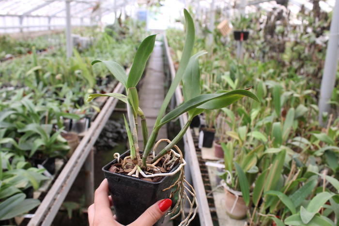 Epicattleya Siam Jade 'Avo' (Cattleya Penny Kuroda x Epicattleya Vienna Woods).JPG