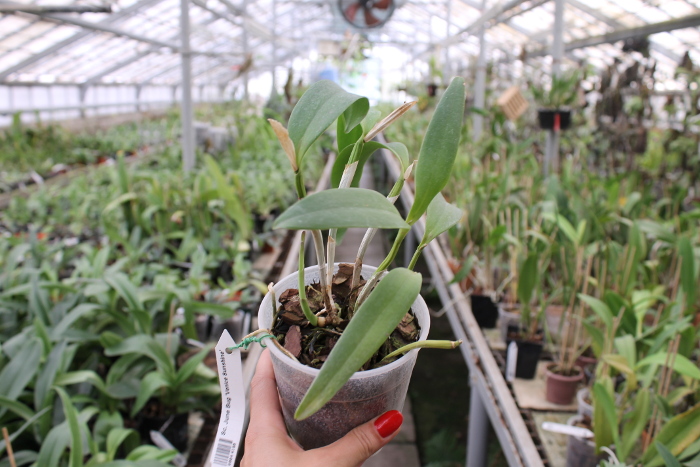 Sophrocattleya June Bug 'Venice Sunshine'.JPG