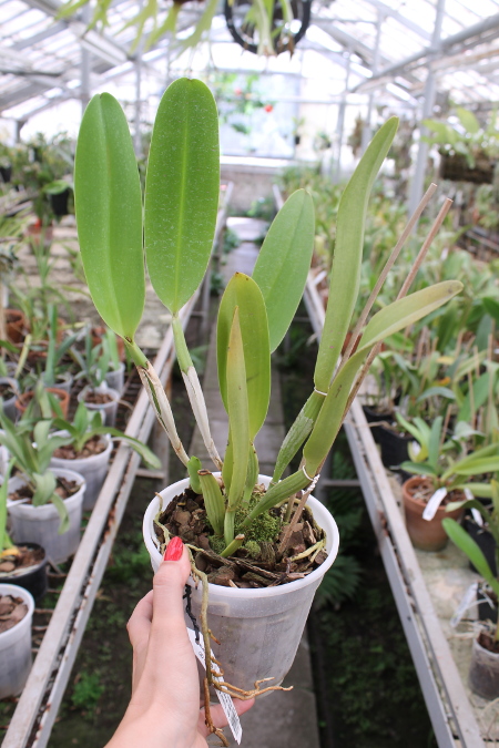 Brassolaeliocattleya Toshie Aoki 'Red Hsinying' (Faye Miyamoto x Waianae Flare).JPG