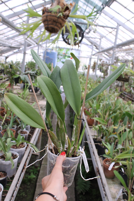 Brassolaeliocattleya Pink Empress 'Ju-Sen' (Bc. Mount Hood x Blc. Bryce Canyon).JPG