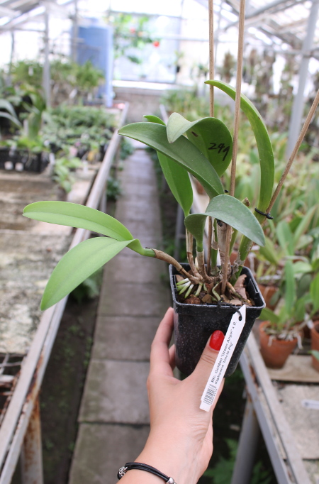 Brassolaeliocattleya Golden 'Green Angel' x Brassavola digbyana 'Uncle Pig'.JPG