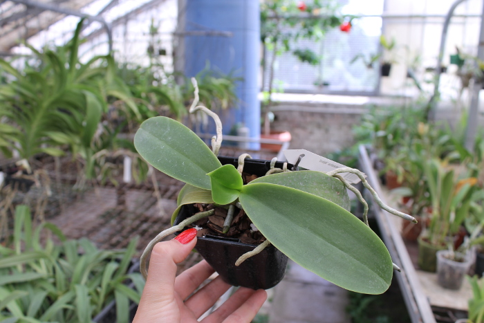 Phalaenopsis Natasha 'Aiko'.JPG